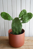 Cactus - Opuntia Ficus Indica