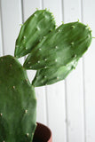 Cactus - Opuntia Ficus Indica