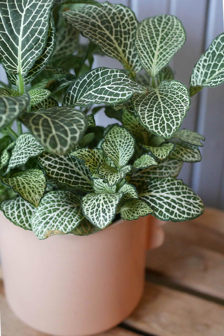 Fittonia