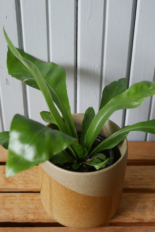 Asplenium Fern "Crispy wave"