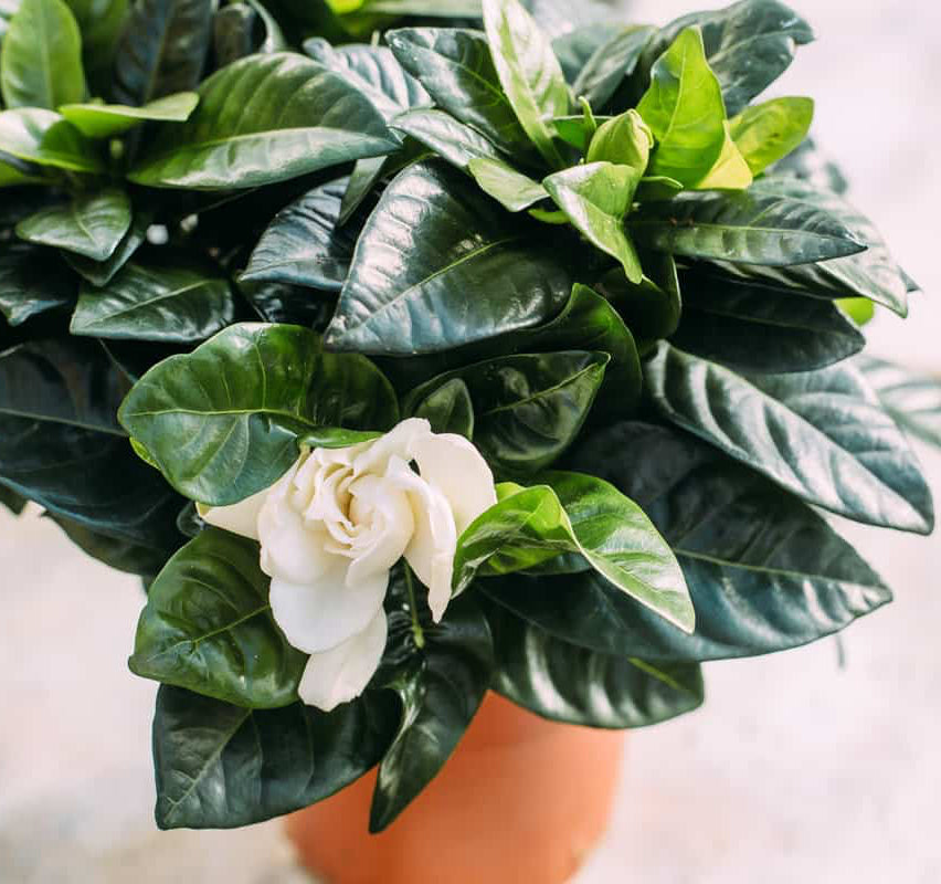Gardenia
