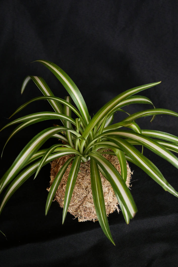 Kokedama - Chlorophytum