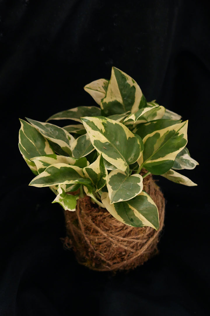 Kokedama - Pothos