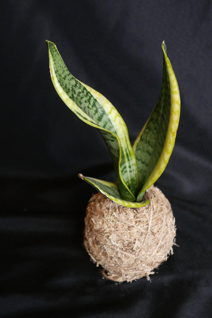 Kokedama - Sansevieria