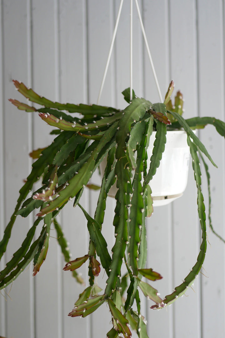 Rhipsalis Cruciformis 