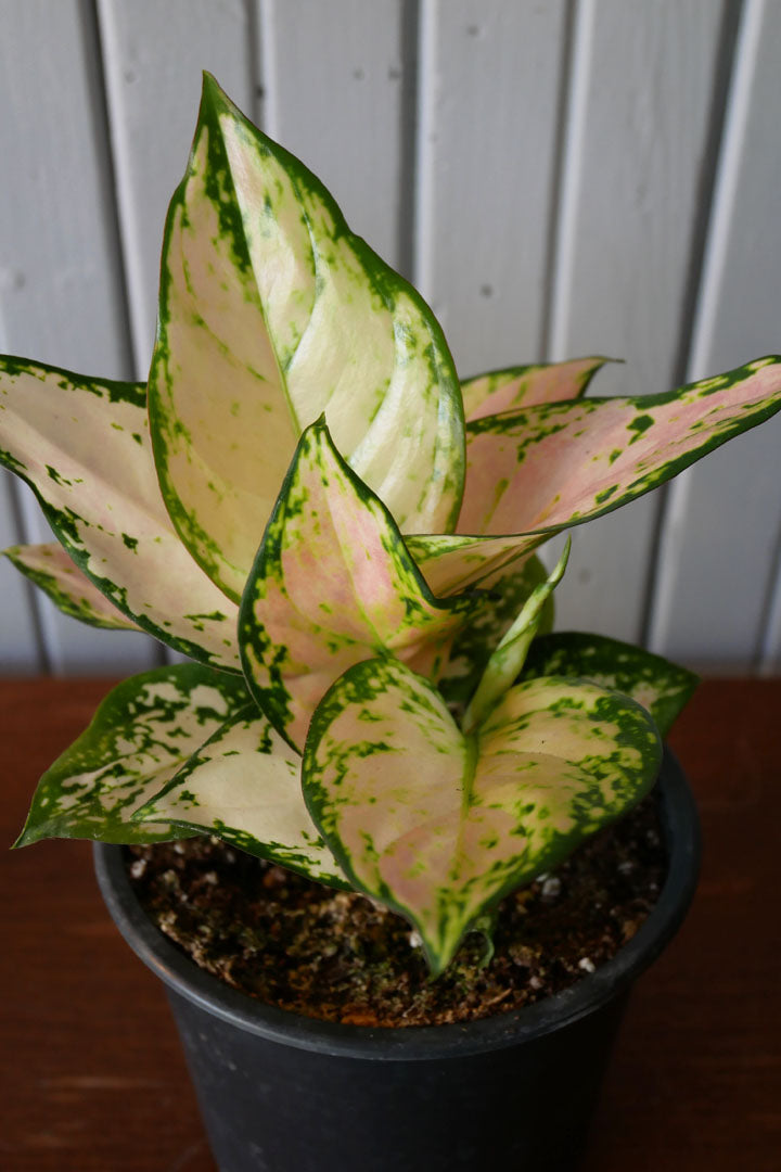 Aglaonema Lucky Red