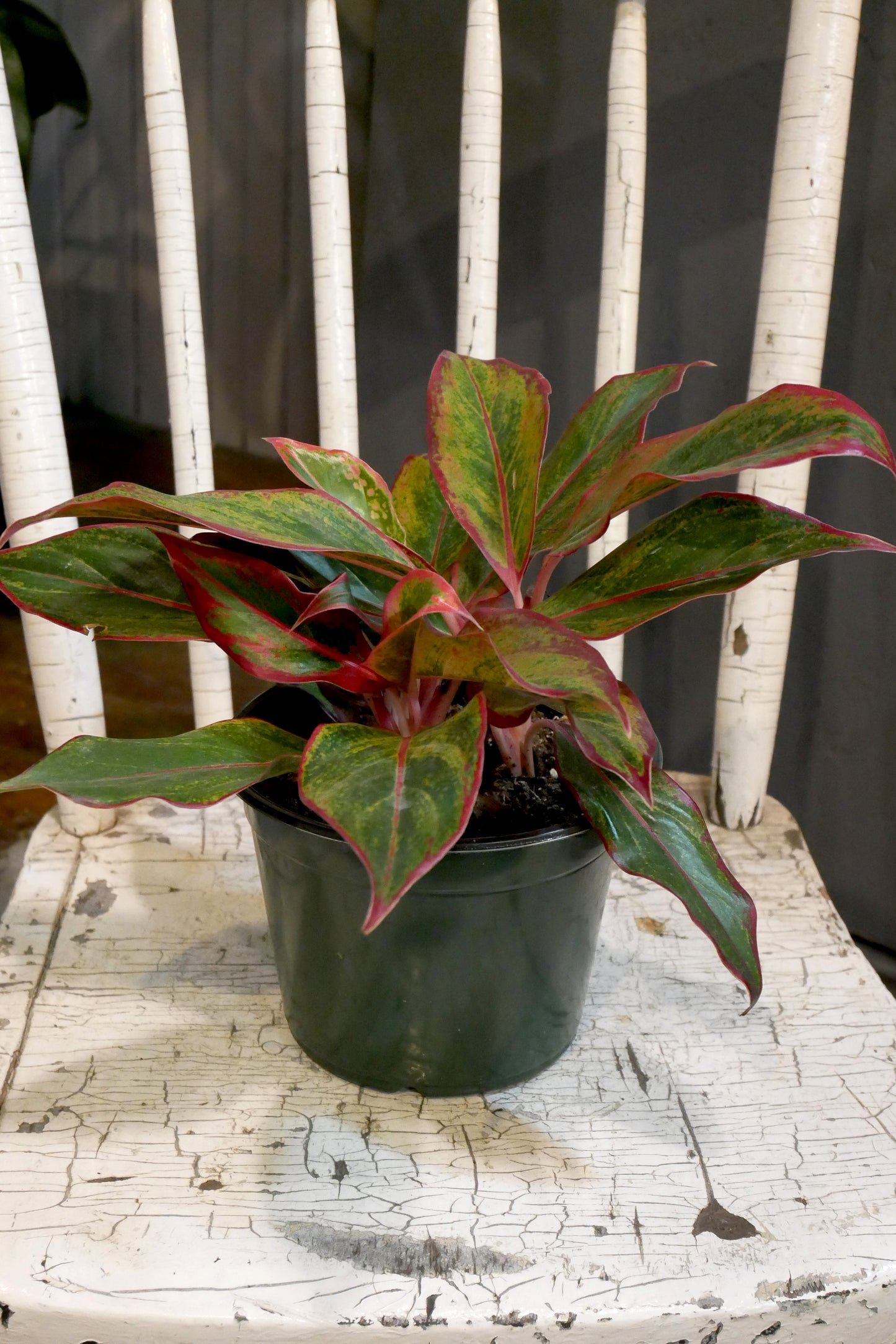 Aglaonema Siam Aurora