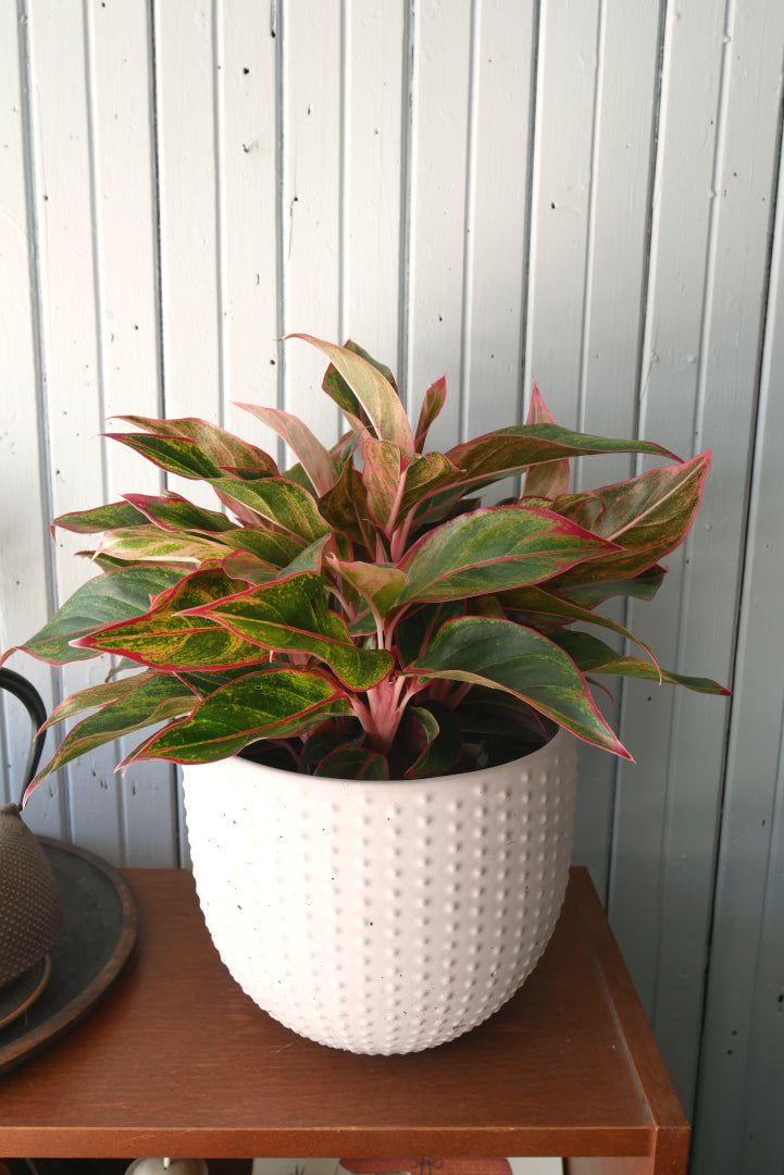 Aglaonema Siam Aurora