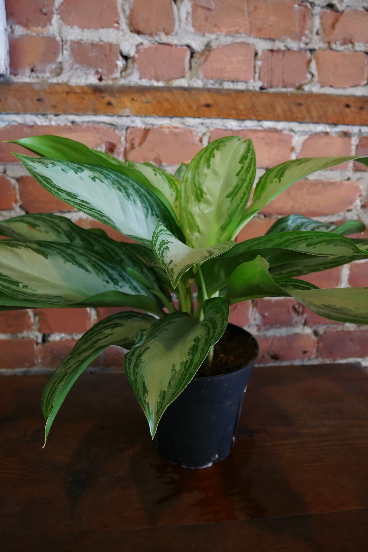 Aglaonema Silver Bay