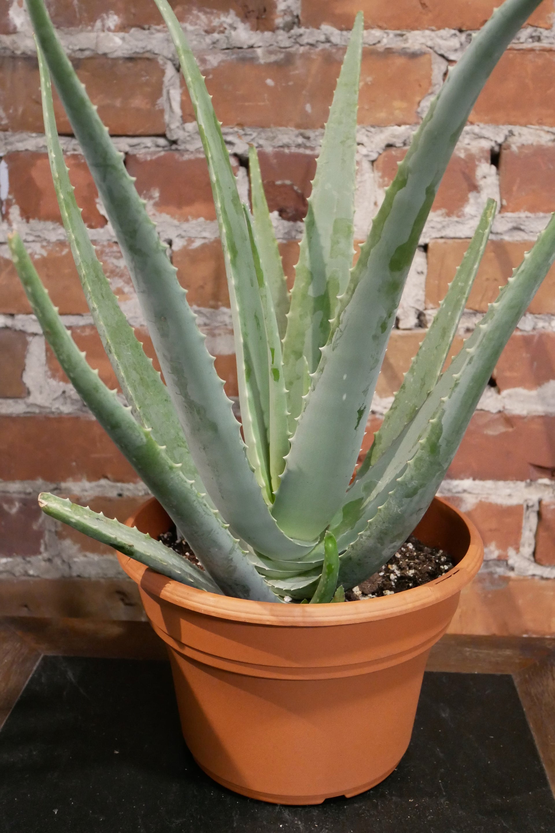 Aloe Vera – Kyoto Fleurs