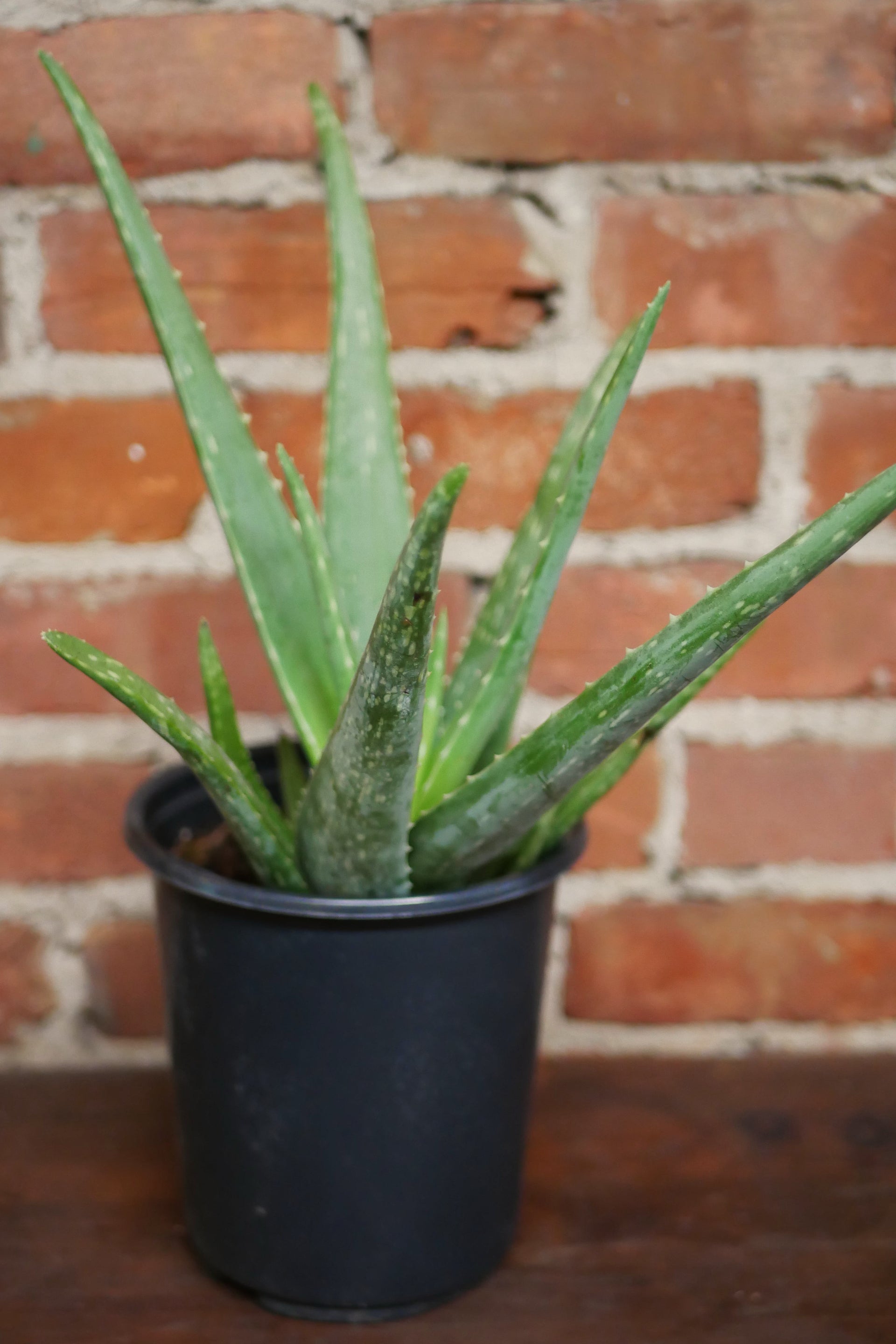japanese aloe vera plant Aloe Vera – Kyoto Fleurs