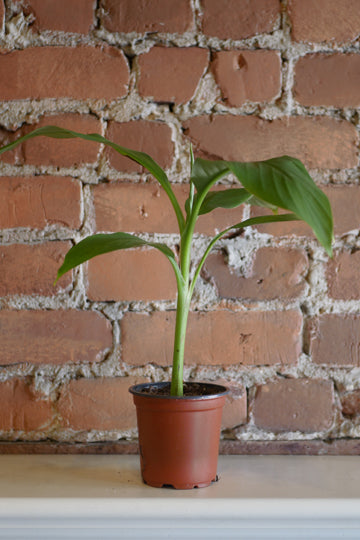 Banana tree