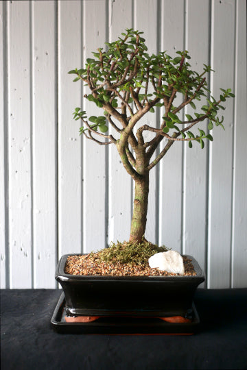 Bonsai - Portulacaria (Mini Jade)