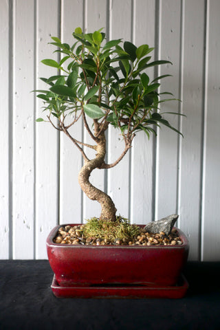 Bonsai - Ficus Retusa