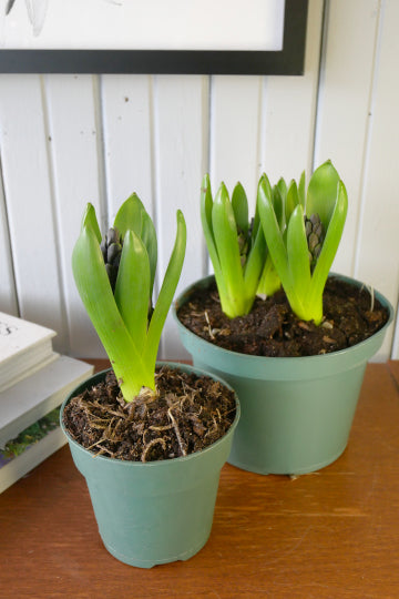 Hyacinth in pot