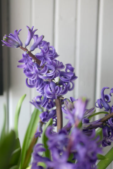 Hyacinth in pot