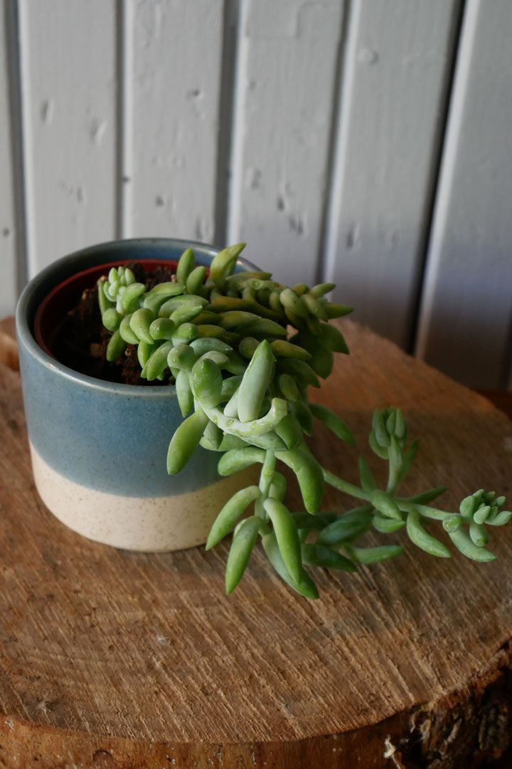 Sedum morganianum