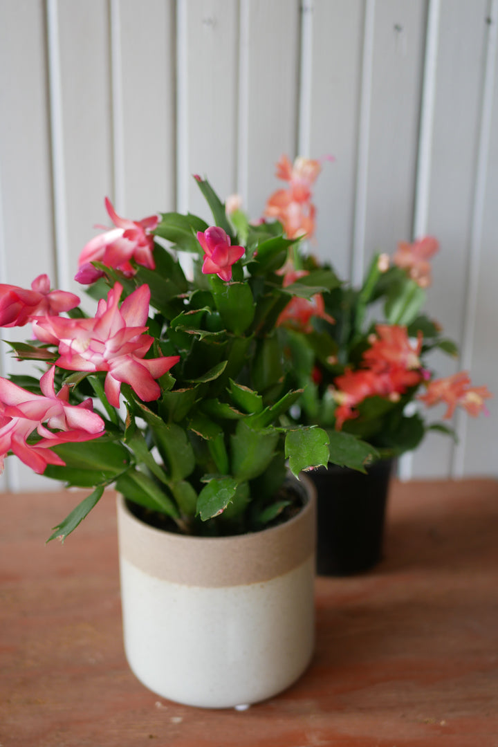 Schlumbergera (Cactus de Noël)