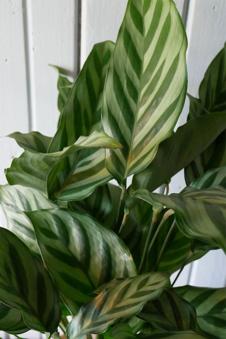 Calathea "Concinna Freddie"