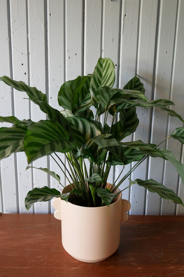 Calathea "Concinna Freddie"