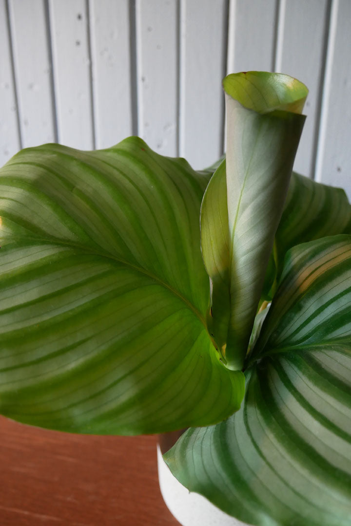 Calathea "Orbifolia"