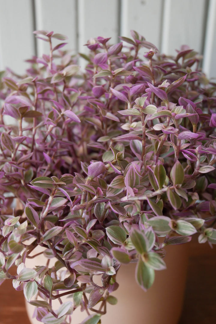 Callisia repens "Pink Lady"