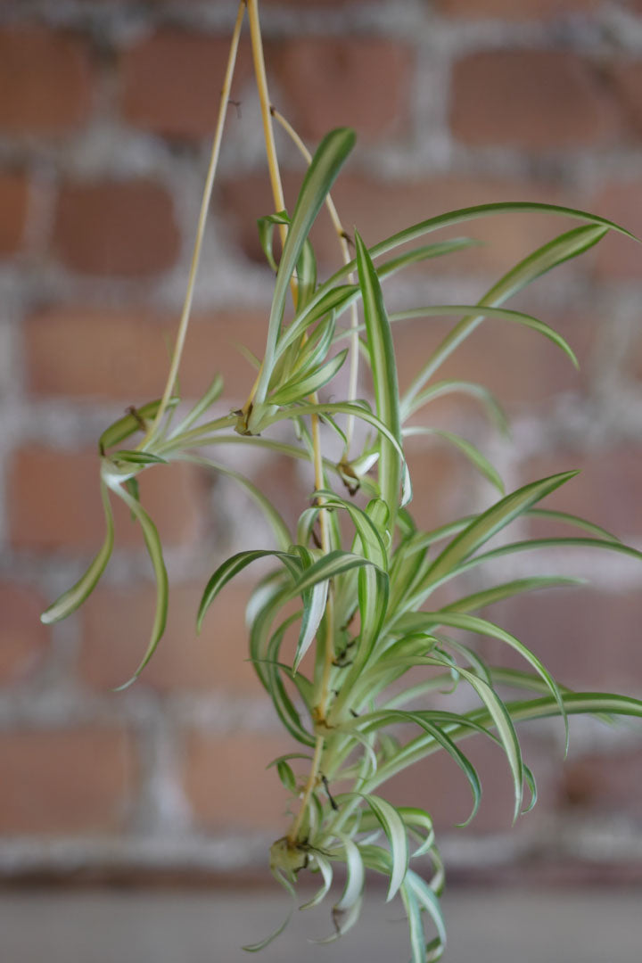 Chlorophytum