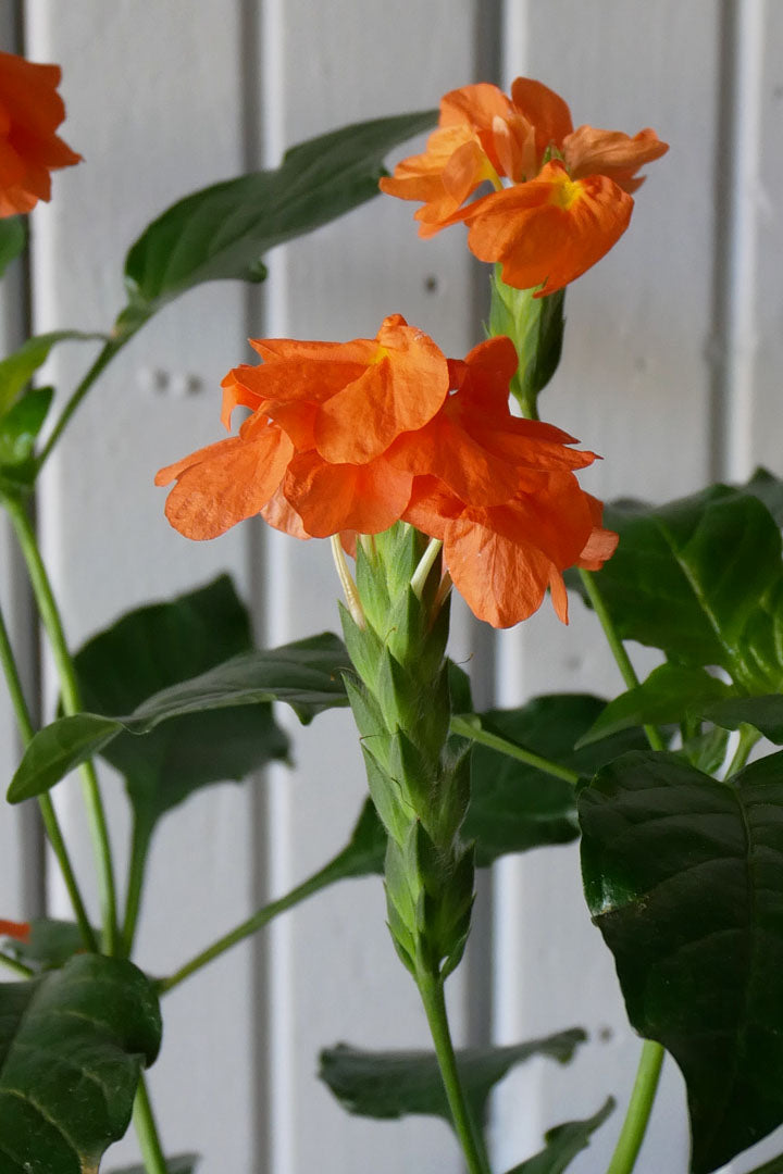 Crossandra infundibuliformis 