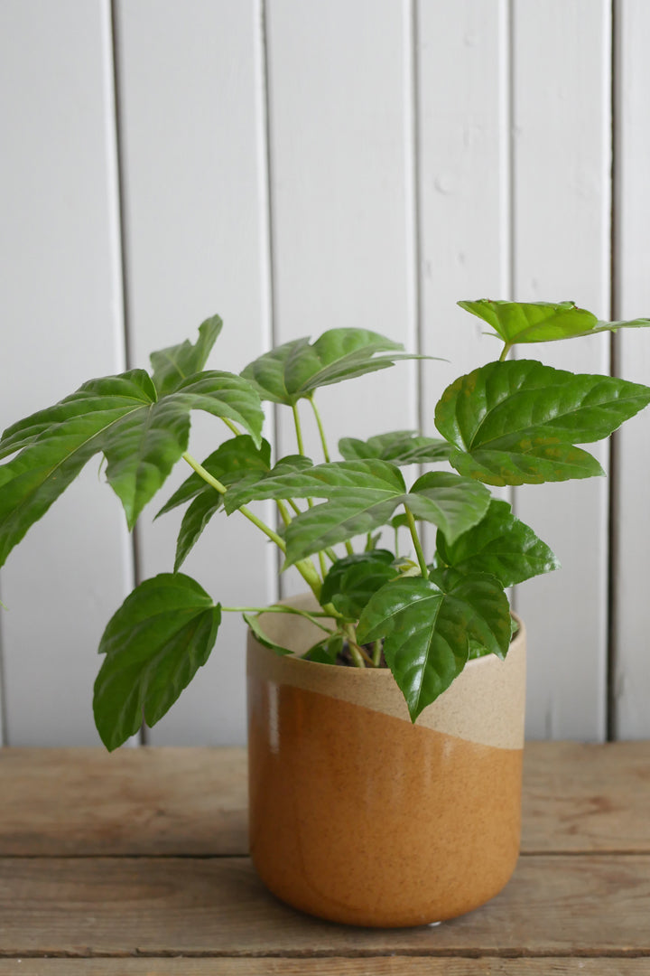 Fatsia japonica