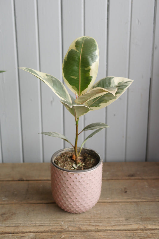 Ficus Elastica "Tineke" 