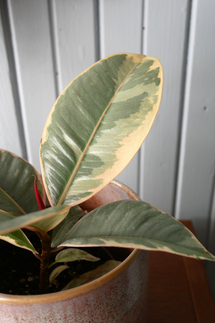 Ficus Elastica - Ruby