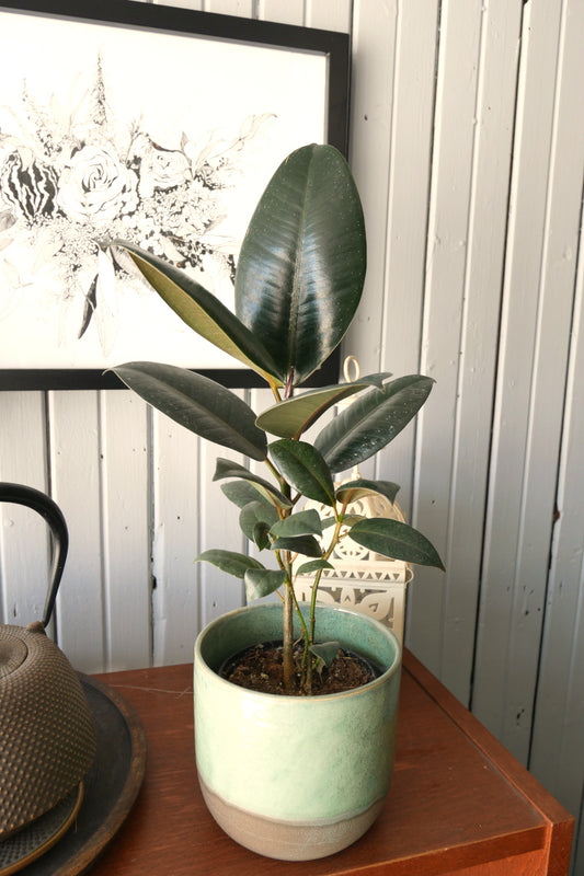 Ficus Elastica - Burgundi (rubber)