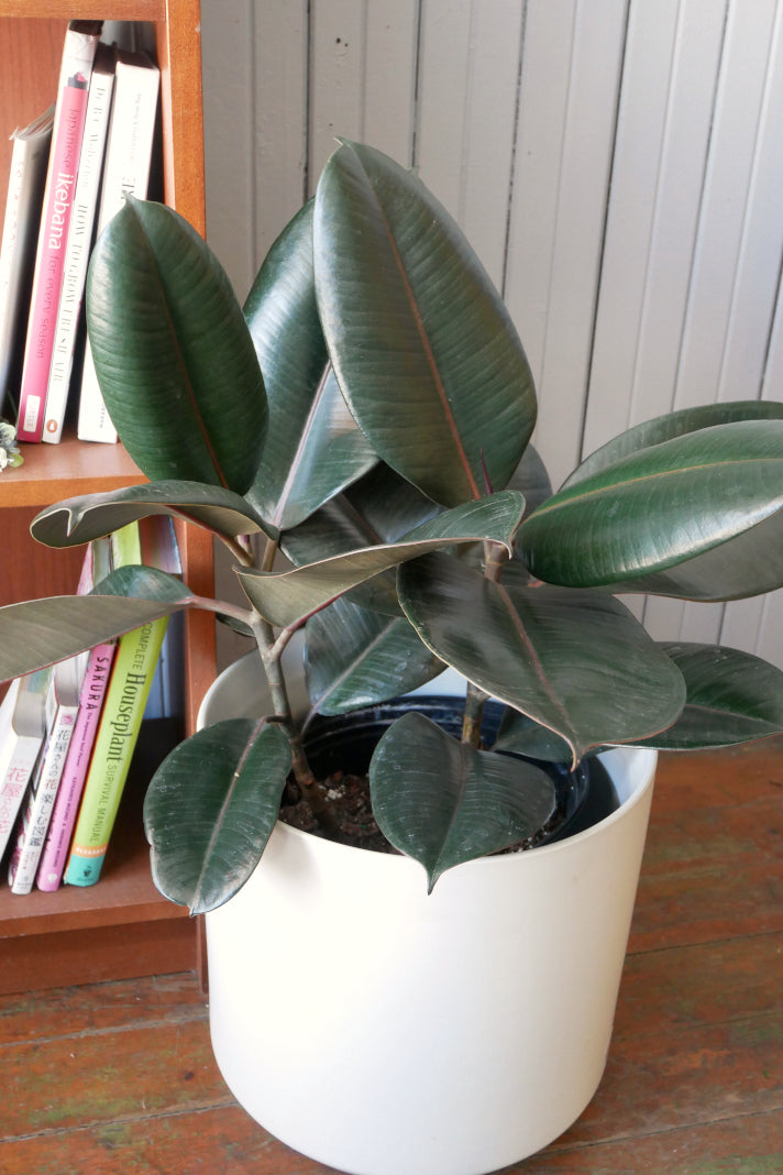 Ficus Elastica - Burgundi (rubber)