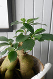Ficus Ginseng (Ficus microcarpa)