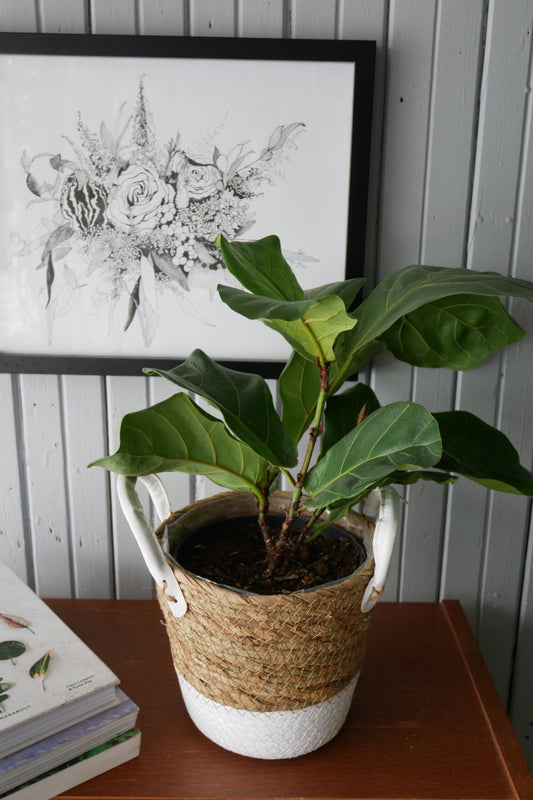 Fiddle leaf fig (Ficus Lyrata)