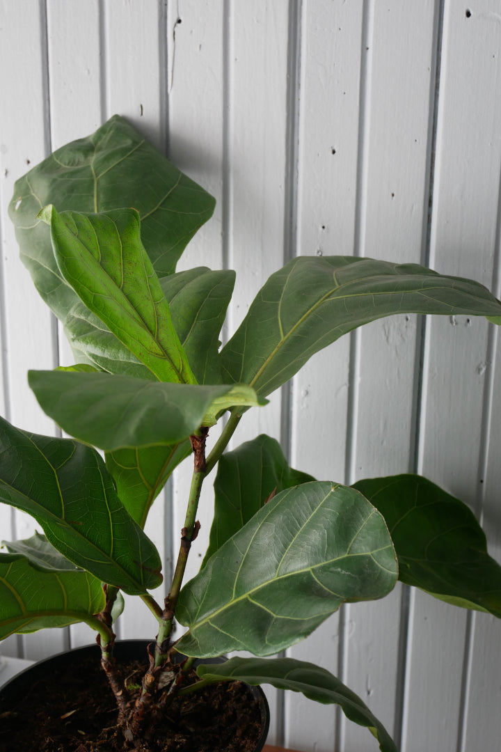 Fiddle leaf fig (Ficus Lyrata)