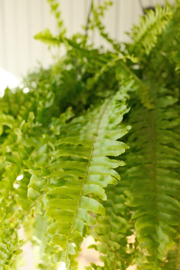 Boston Fern