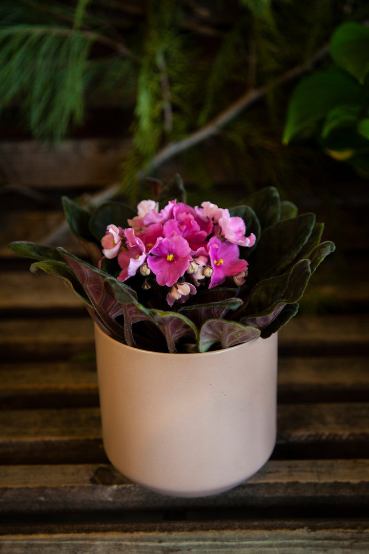 African Violet