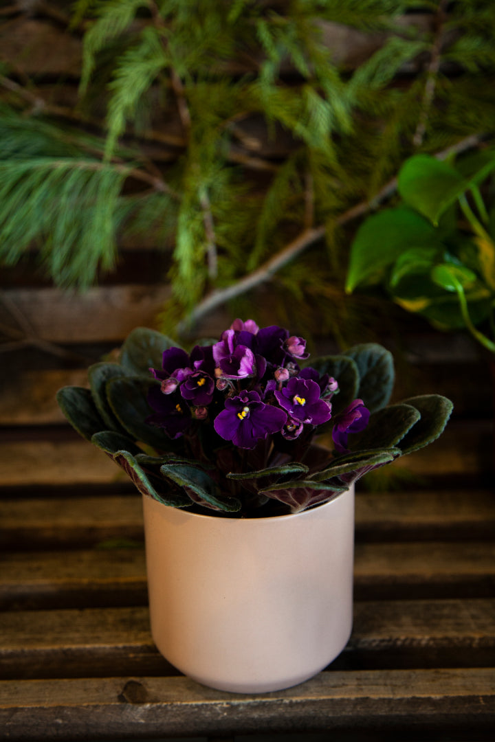 African Violet