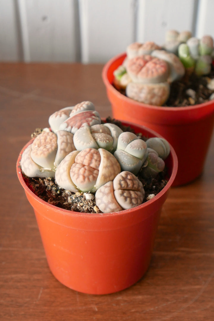 Lithops 