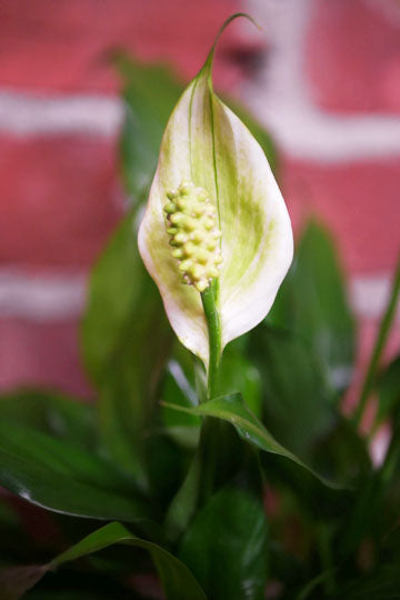 Lys de la paix (Spathiphyllum)