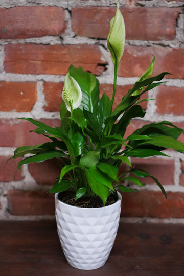 Peace lily (Spathiphyllum)