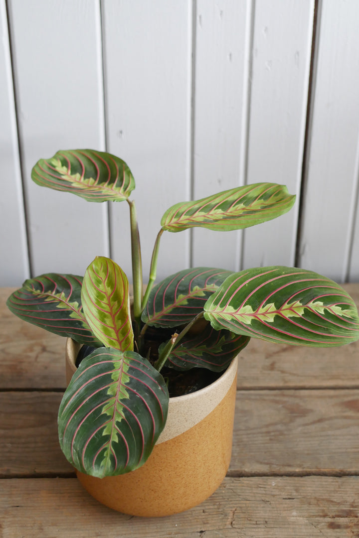 Maranta leuconeura "Fascinator"