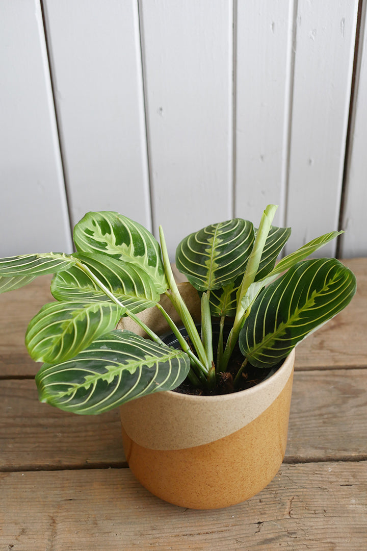 Maranta leuconeura « Lemon Lime »