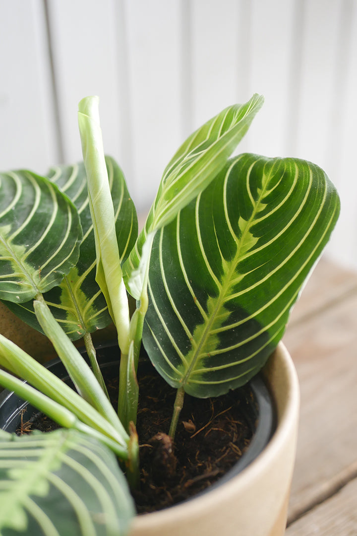 Maranta leuconeura « Lemon Lime »