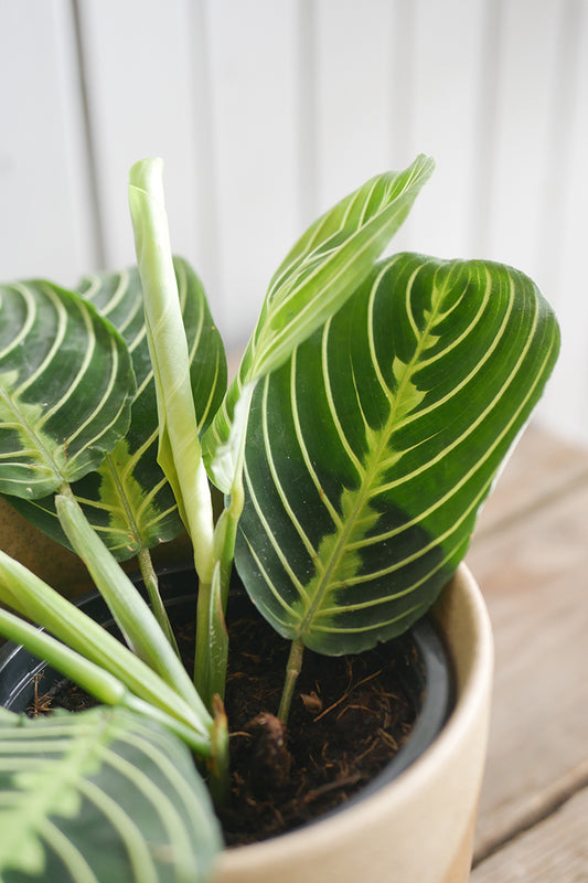 Maranta leuconeura “Lemon Lime”