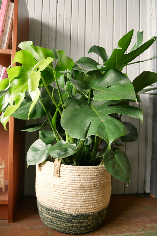 Monstera Deliciosa 