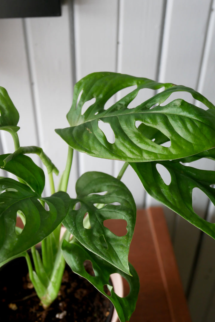 Monstera Adansonii "Swiss Cheese"