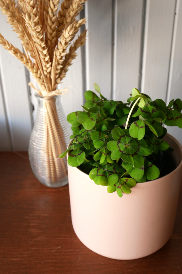 Oxalis Tetraphylla