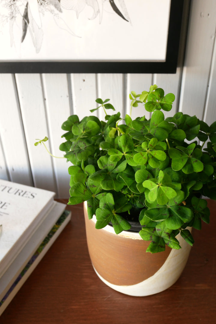 Oxalis Tetraphylla